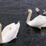 How raising ducks in winter can increase the benefit